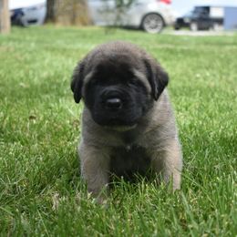 Mastiff Puppies from Celtic's Mastiffs