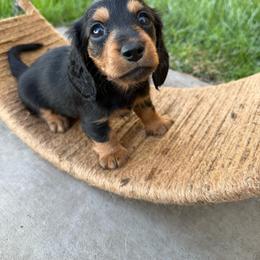 Black and tan LH female (pink collar) - Black and tan female Dachshund puppy in Manteca, California from Sweet and Low Dachshunds