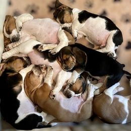 Basset Hound Puppies from Blessed Bassets
