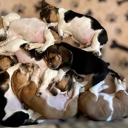 Basset Hound Puppies from Blessed Bassets