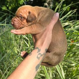 Zinfandel - Chocolate female Great Dane puppy in Monroe County, Pennsylvania from Poke-A-Nose Danes