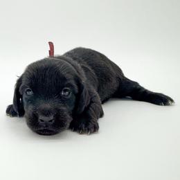Honey (AKC solid black) - Black female Dachshund puppy in Waddell, Arizona from Neu Doxies