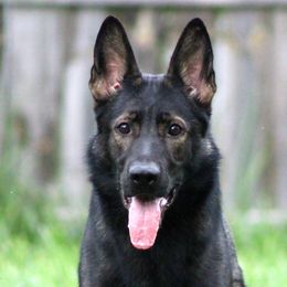 Reign - German Shepherd
