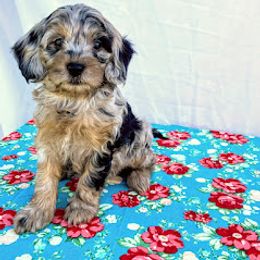 Aussiedoodle, Australian Shepherd, Bernedoodle, Cockapoo, and Poodle Puppies from Sis' Doodles & Poodles