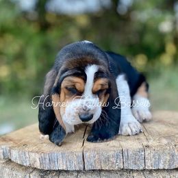 Basset Hounds from Hornet Hollow Bassets