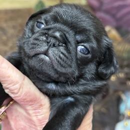 BLACK BOY - Black male Pug puppy in Saugus, Massachusetts from Pug Puppies of Boston