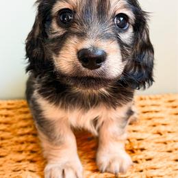 Rosie - Cream female Dachshund puppy in Sylvania, Alabama from Yancey’s Doxies