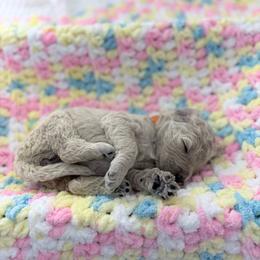 Orange Collar Girl - Cream female Goldendoodle puppy in Lenoir City, Tennessee from Niya’s Doodles
