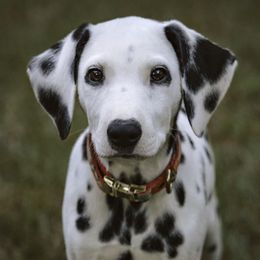 Dalmatian Puppies from Whispered Spots Dalmatians