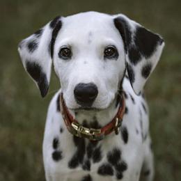 Dalmatian Puppies from Whispered Spots Dalmatians