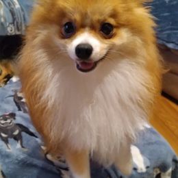 Pomeranians from Michelle's Pomeranians