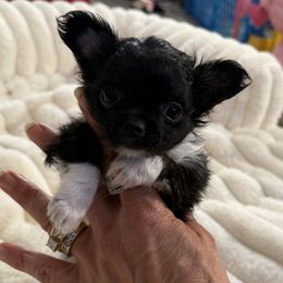 Mr P - Black and white male Chihuahua puppy in Summerfield, Florida from Uey’s Chihuahuas