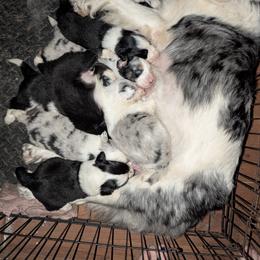Australian Shepherd and Great Dane Puppies from AEW Farm