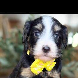 Ember - Tri-color female Bernedoodle puppy in Yuciapa, California from AlltheDoodlez_