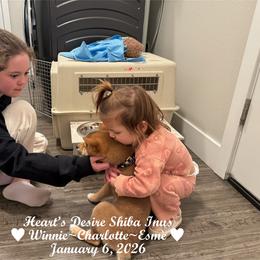 WINNIE WREN - Red female Shiba Inu puppy in Derby, Kansas from Heart’s Desire Shiba Inus
