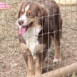 Boy3 - Red tri-color male Miniature American Shepherd puppy in Harmony, North Carolina from Carolina Pride Aussies