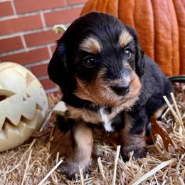 Bernedoodle Puppies from Birdies Mini Bernedoodles