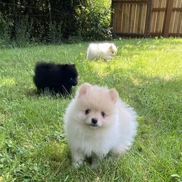 Creamy phantom - Cream male Pomeranian puppy in Kelso, Washington from Highlander Pomeranians