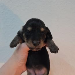 Lilly - Black and cream female Dachshund puppy in West Plains, Missouri from Spring Creek Dachshunds
