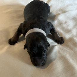 Boy 1-gray - Black and tan male German Shepherd puppy in Sharon Grove, Kentucky from Julie’s Shepherds