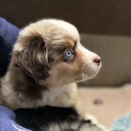 Miniature American Shepherd Puppies from Meadow Run Mini American Shepherds