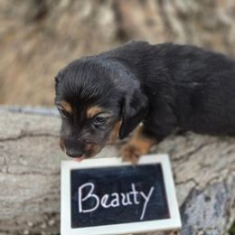Beauty - Black and tan female Dachshund puppy in Troy, Illinois from Walkers Weiners
