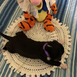 Girl 1 - Portuguese Water Dog puppy in Lakeview, Michigan from Cedar Creek Portuguese Water Dogs