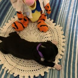 Girl 1 - Portuguese Water Dog puppy in Lakeview, Michigan from Cedar Creek Portuguese Water Dogs