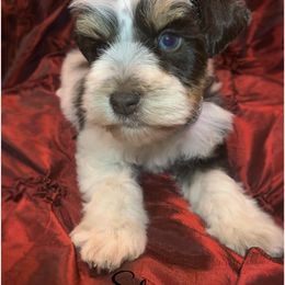 Storm - Parti male Miniature Schnauzer puppy in Kentucky from Mrs Bs Teeny Schnauzers & Doodles
