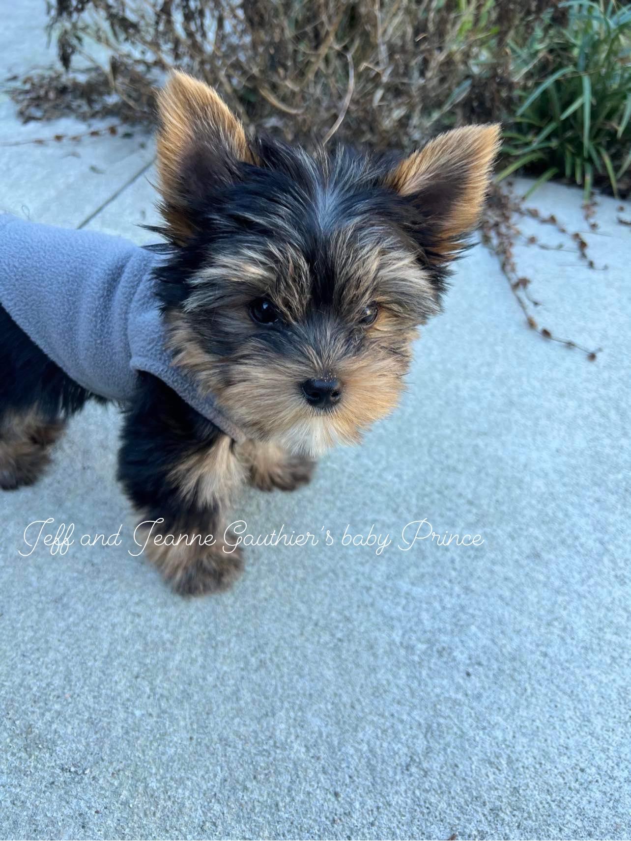Sassenach Yorkie Kennels in Florida Yorkshire Terrier puppies Good Dog