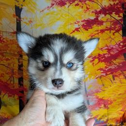 Misty (blue)- 2100 - Blue female Pomsky puppy in Spring Hill, Florida from www.PuppyTimeEmporium.com