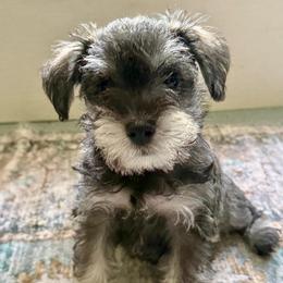 Daisy - AKC - Yellow - Salt and pepper female Miniature Schnauzer puppy in Wheeler, Wisconsin from Sue’s Miniature Schnauzers