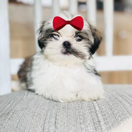 Girl 4 - Tricolor female Shih Tzu puppy in Seguin, Texas from Dolled Up Shih Tzus