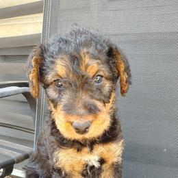 Orange Collar - Black and tan male Airedale Terrier puppy in St. Cloud, Minnesota from RegalAire Kennels