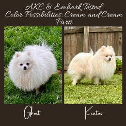 Pomeranian puppies from Hope Mountain Pomeranians