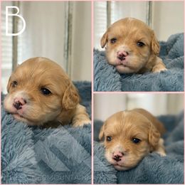 Copper - Ruby male Cavachon puppy in Smoot, Wyoming from Designer Mountain Mutts