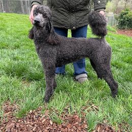Kayla - Poodle