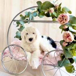 Sheepadoodle Puppies from Narrow Path Puppies