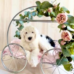Sheepadoodle Puppies from Narrow Path Puppies