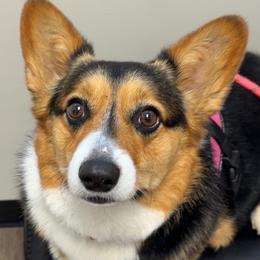 Pembroke Welsh Corgi puppies from Pride Paws Corgis: Snout & About