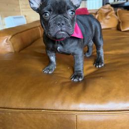 Maple - Liver female French Bulldog puppy in Millville, California from Wooftown Kennels