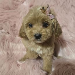 Buttercup - Apricot female Cavapoo puppy in Lebanon, Kentucky from Mosaic Merle Doodles