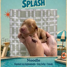 Noodle - Dallas TX - 4,000 - Red  female Goldendoodle puppy in Garland, Texas from Twilight Doodles