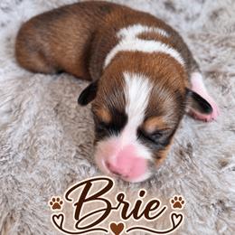 Brie - Sable and white female American Corgi puppy in Oak Harbor, Washington from Blackberry Hill Corgis