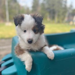 Marshall (red) - Sable and white male Shetland Sheepdog puppy in Mi   Clarkston, Michigan from Heslip Family Puppies
