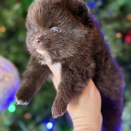 Chocolate Chip - Chocolate male Pomeranian puppy in Kilgore, Texas from 5 Star Poms