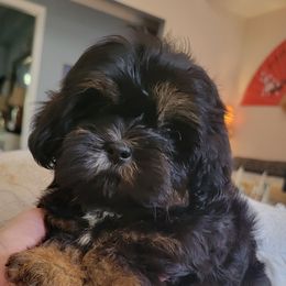 Little Paddington Bear - Black gold and white male Shih Tzu puppy in Cartersville, Georgia from 100 Acre Woods Shih Tzu Plantation