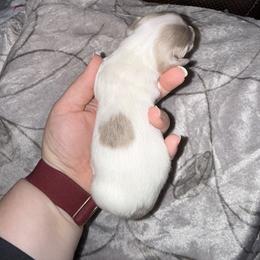 Dachshund Puppies from Sweet Peach Minis