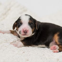 Aurora - female Australian Mountain Doodle puppy in Cortez, Colorado from Sassy Pants Pups