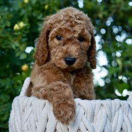 Goldendoodle Puppies from Puppy Love